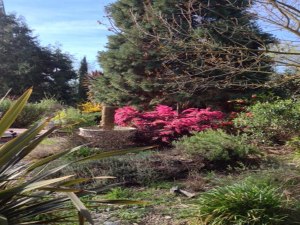 lorapetulam, giant sequoia in background