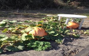 Cindy's 2013 Atlantic Giant pumpkins